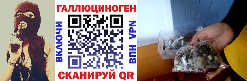 shop как зайти  сколько стоит  Тосно  Псилоцибиновые грибы Psilocybine cubensis 